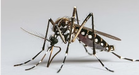 Plantas Anti Mosquitos